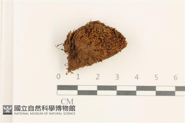 扭口蘚藏品圖，第1張