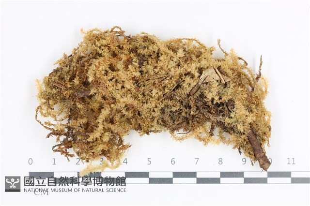 大灰氣蘚藏品圖，第1張