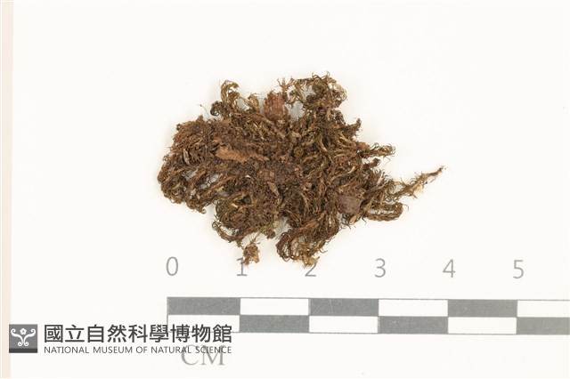 登錄號:B00010933藏品圖，第1張