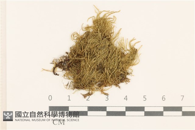 赤莖小錦蘚藏品圖，第1張
