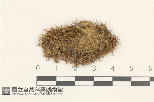 東亞昂氏蘚,東方昂氏蘚藏品圖，第1張