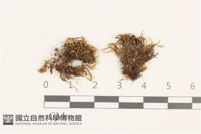 登錄號:B00010153藏品圖，第1張