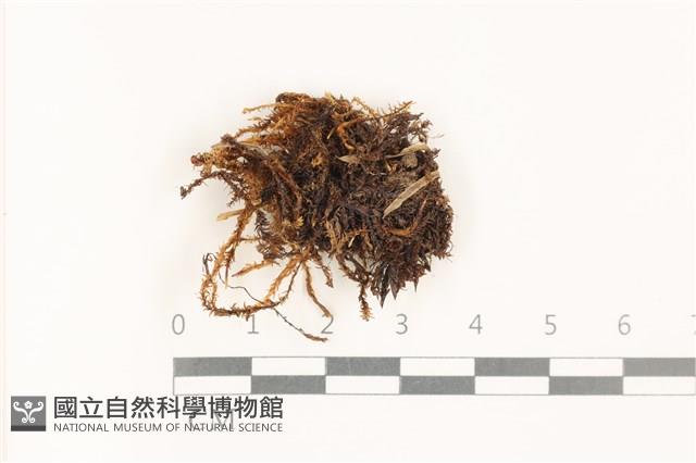 蔓枝濕原蘚藏品圖，第1張