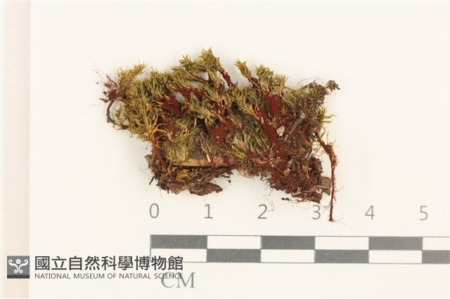 登錄號:B00005953藏品圖，第1張