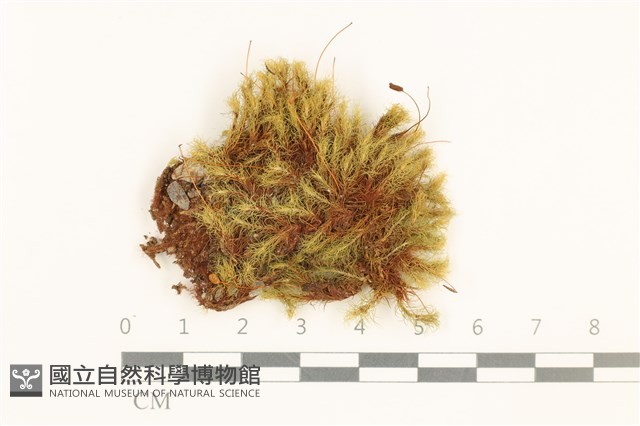 直葉珠蘚藏品圖，第1張
