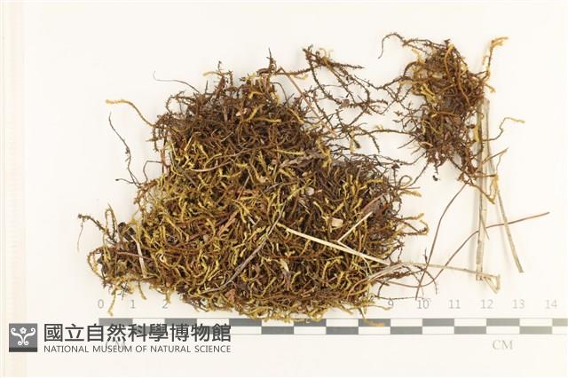 登錄號:B00010953藏品圖，第1張