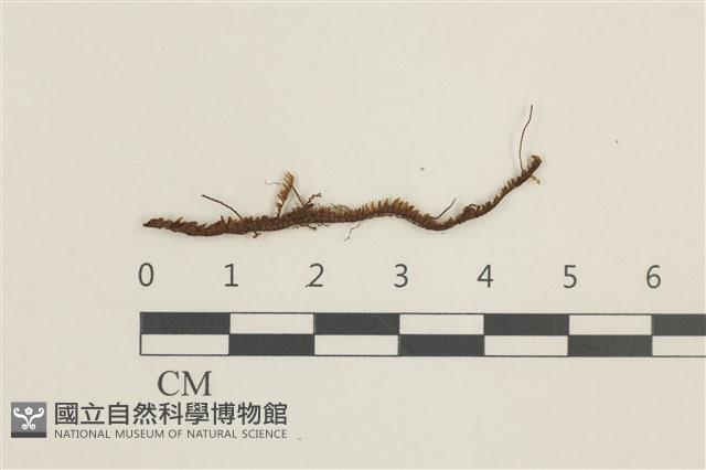 登錄號:B00019853藏品圖，第1張