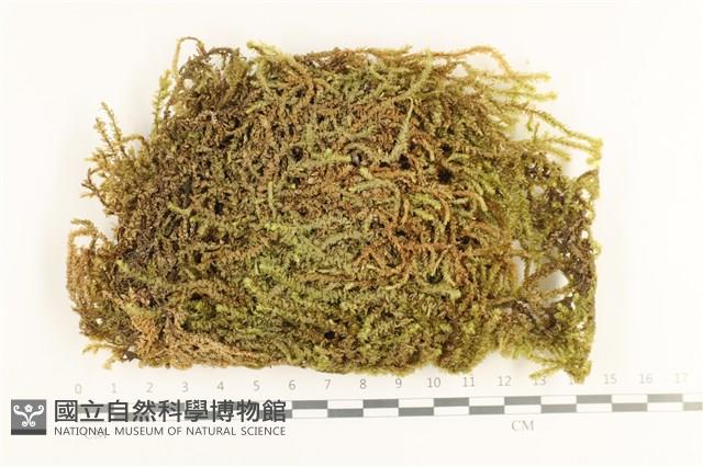 登錄號:B00017853藏品圖，第1張