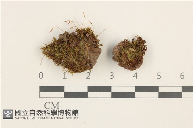 扭口蘚藏品圖，第1張