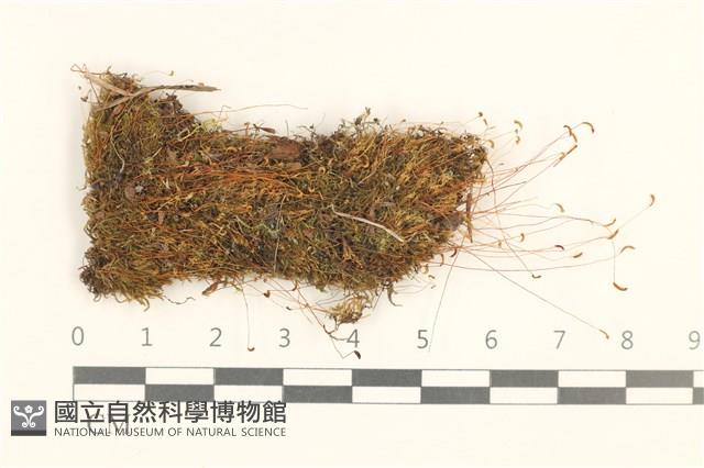 登錄號:B00015853藏品圖，第1張