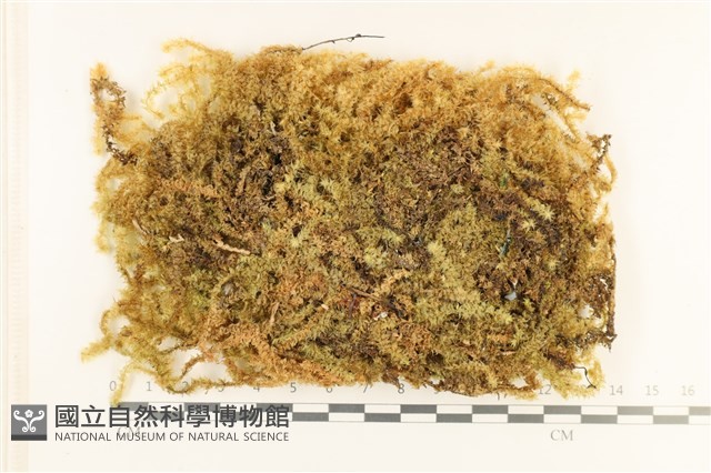 登錄號:B00003853藏品圖，第1張