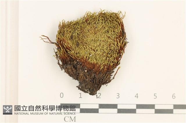 黃色真蘚藏品圖，第1張