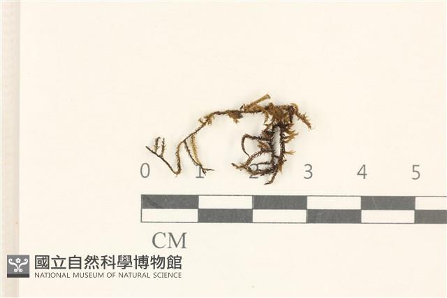 扭尖隱松夢蘚藏品圖，第1張