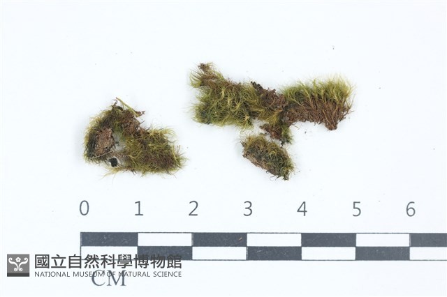 青毛苔藏品圖，第1張