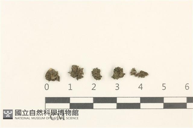 蕊形真蘚藏品圖，第1張