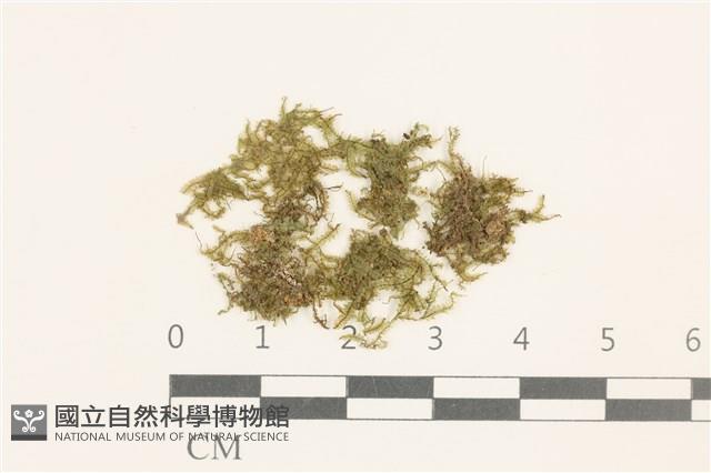 雙齒護蒴苔藏品圖，第1張