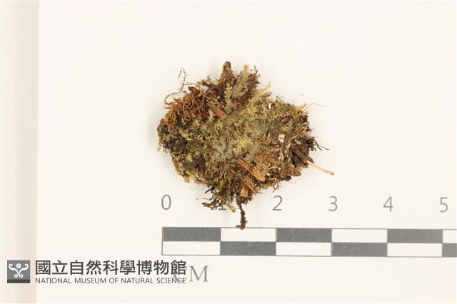 芽胞護蒴苔藏品圖，第1張