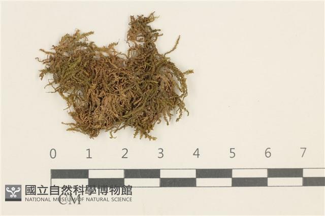 登錄號:B00008923藏品圖，第1張