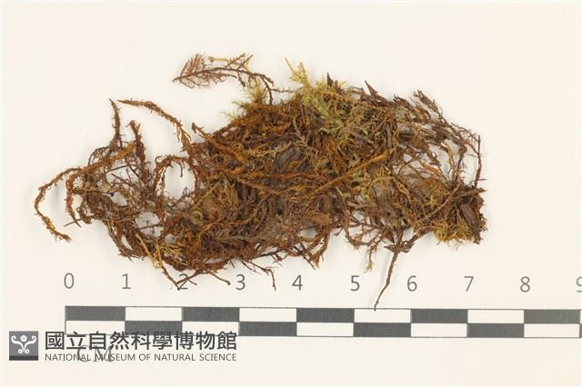 友葉扭口蘚藏品圖，第1張