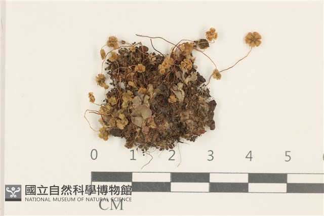 登錄號:B00005923藏品圖，第1張