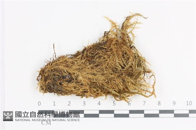 登錄號:B00011923藏品圖，第1張