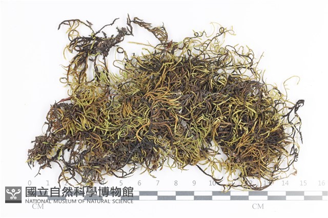 登錄號:B00012823藏品圖，第1張