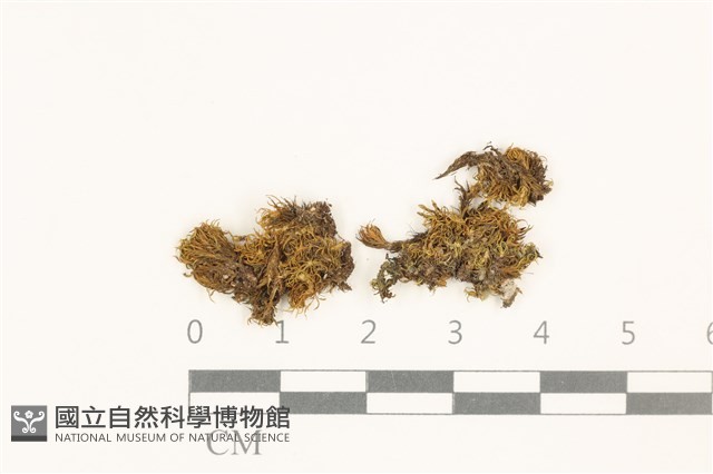 海島花葉蘚藏品圖，第1張
