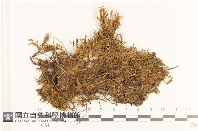 斜蒴蘚, 黃斜蒴蘚藏品圖，第1張