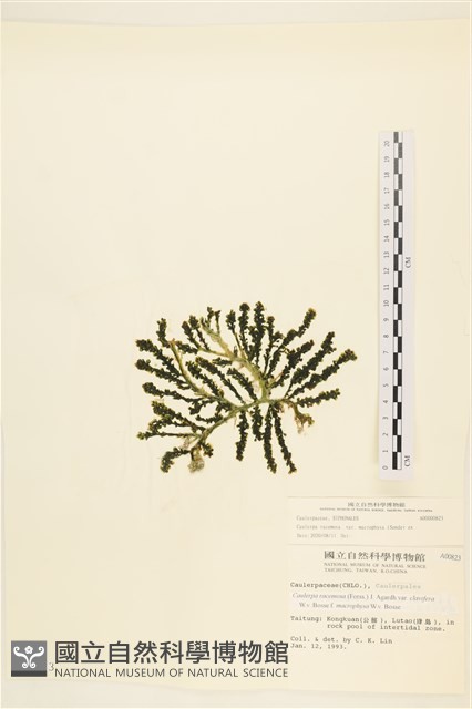 登錄號:A00000823藏品圖，第1張