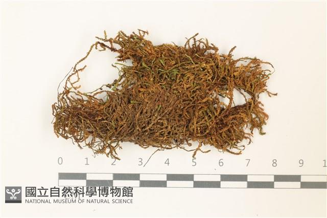 皺葉牛舌蘚藏品圖，第1張