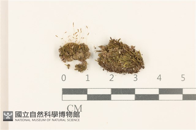 登錄號:B00014073藏品圖，第1張