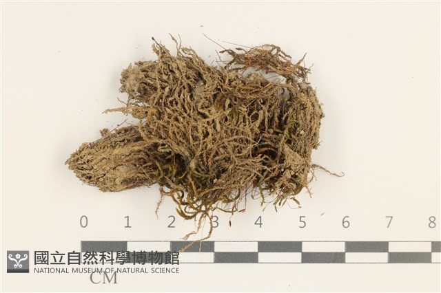 登錄號:B00011073藏品圖，第1張