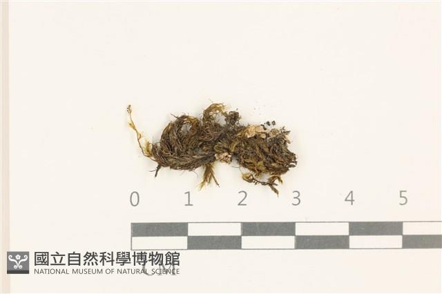 劍葉花葉蘚藏品圖，第1張