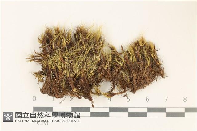 登錄號:B00010973藏品圖，第1張