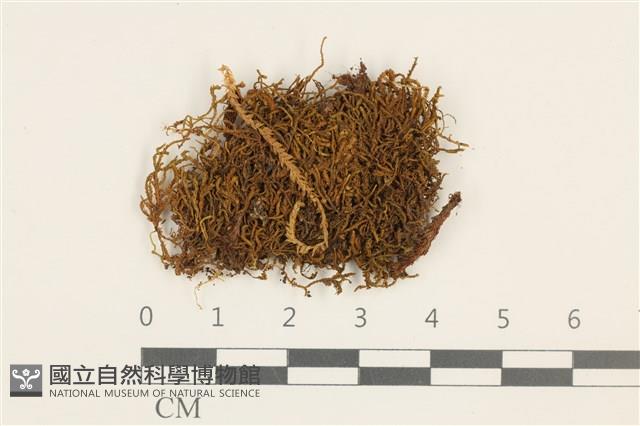 登錄號:B00011873藏品圖，第1張