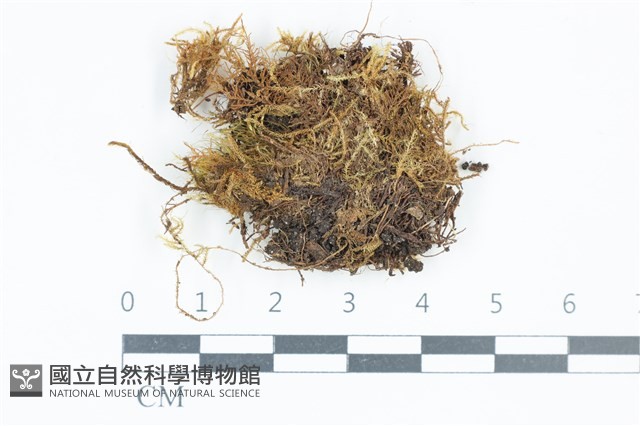 青毛苔藏品圖，第1張