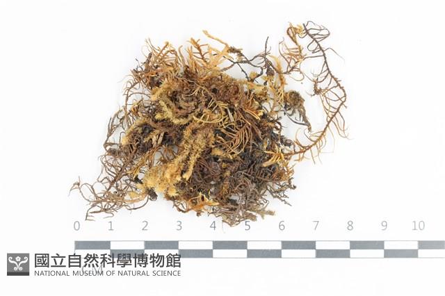 山羽蘚藏品圖，第1張