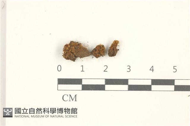 瓶蘚藏品圖，第1張