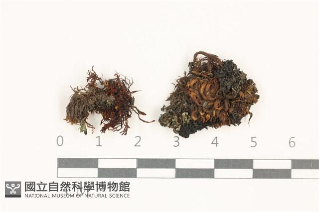 登錄號:B00017913藏品圖，第1張
