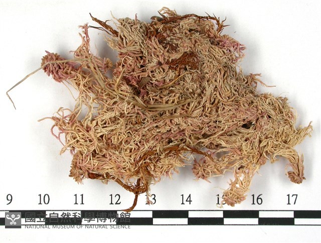 狹葉泥炭蘚藏品圖，第1張