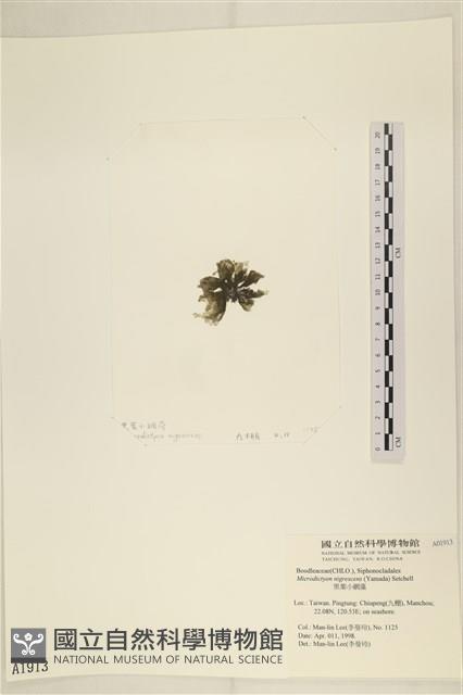 黑葉小網藻藏品圖，第3張
