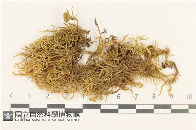 仰葉青蘚藏品圖，第1張