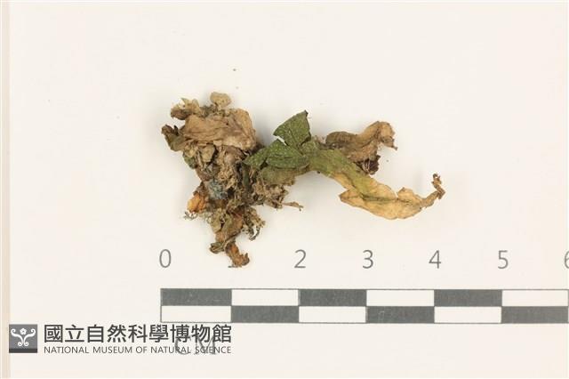 蛇苔藏品圖，第1張