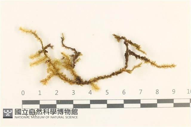 登錄號:B00000813藏品圖，第1張