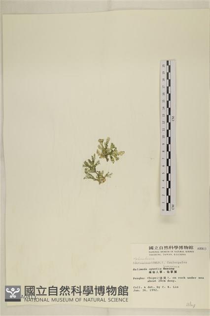 仙掌藻, 海仙人掌藏品圖，第3張