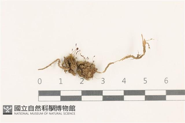 登錄號:B00003293藏品圖，第1張