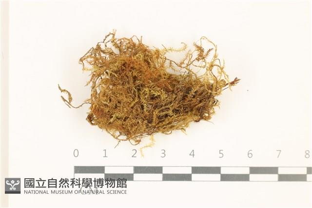 多疣懸蘚藏品圖，第1張