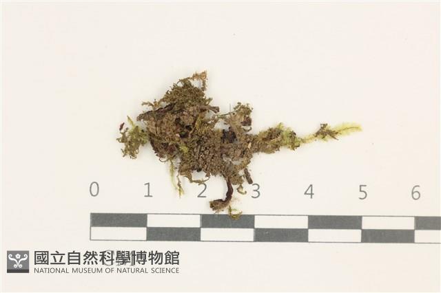登錄號:B00014093藏品圖，第1張