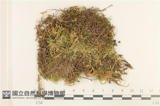 登錄號:B00013093藏品圖，第1張