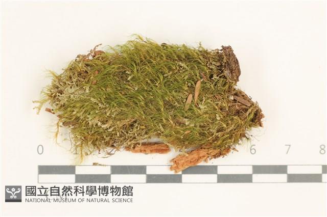 脆枝曲柄蘚藏品圖，第1張